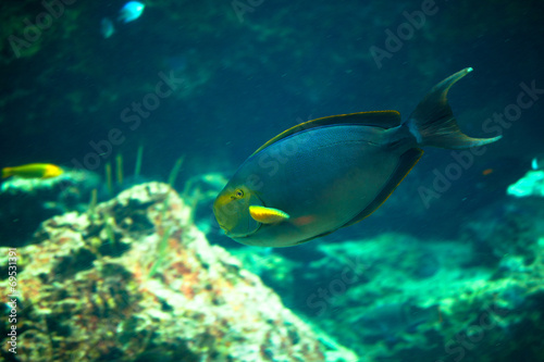 Surgeonfish © shihina