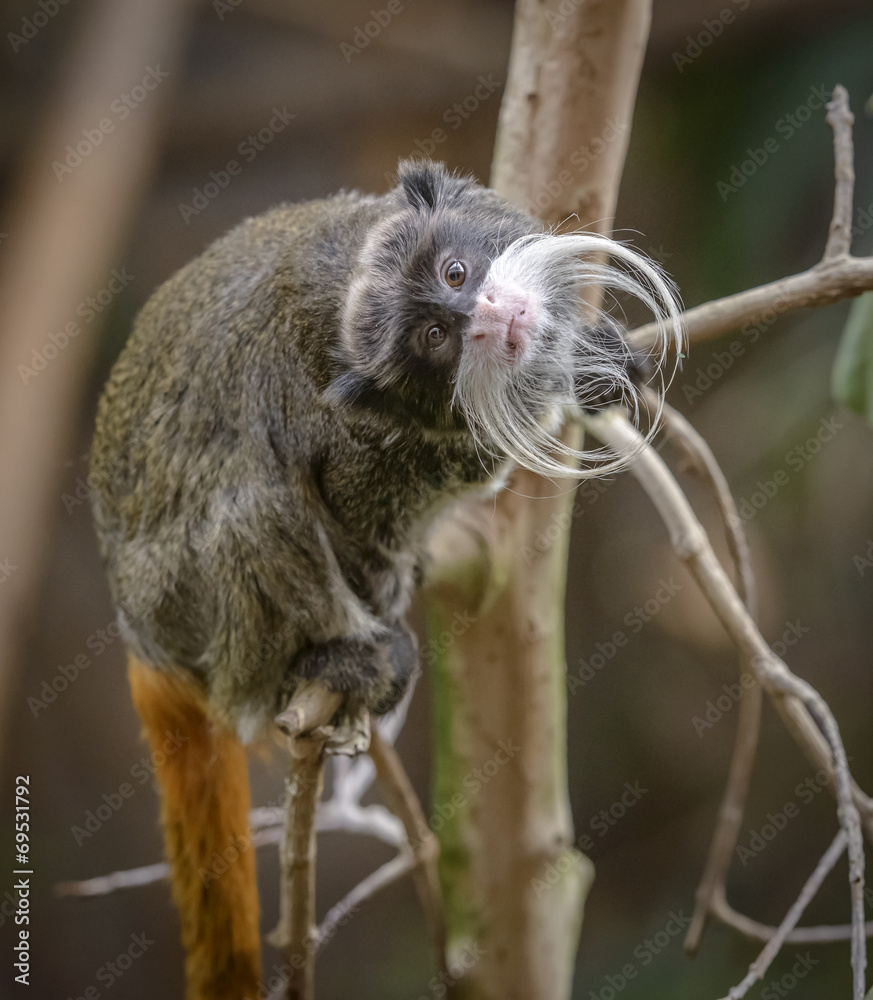 Portrait of a n Emperor Tamarin Portrait of a n Emperor Tamarin