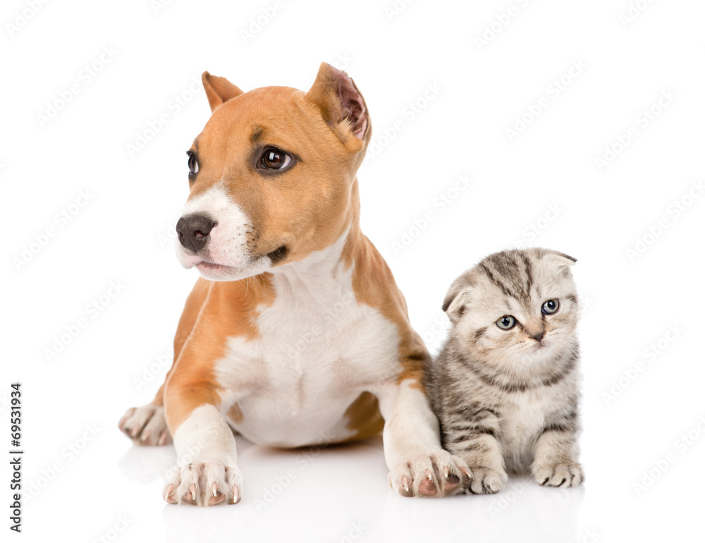 stafford puppy and scottish kitten together. isolated on white b