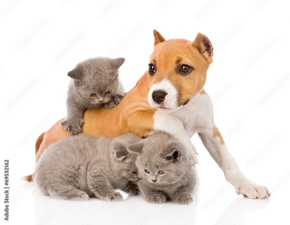 Obraz premium stafford puppy playing with kittens. isolated on white backgroun