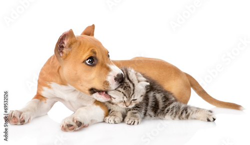 puppy biting kitten. isolated on white background