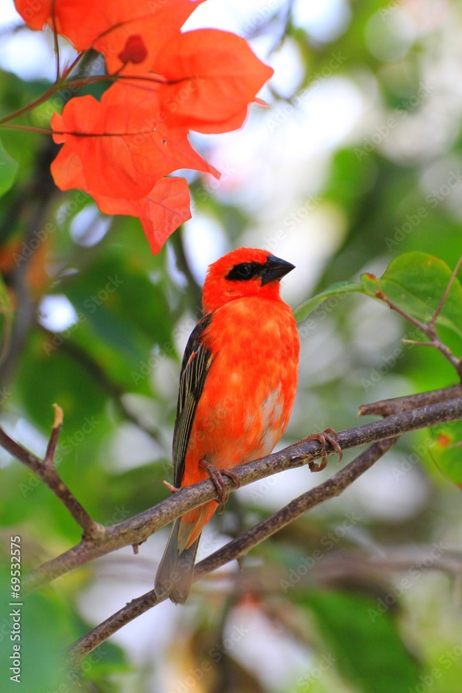 Cardinal Cardinal
