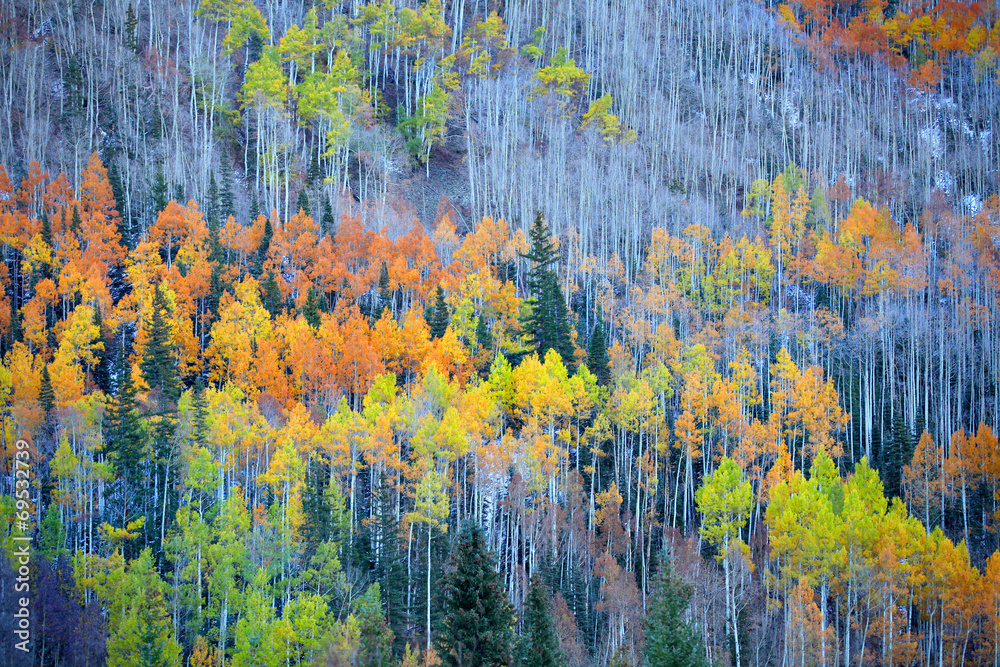 Colorful Aspen trees at the foot hill