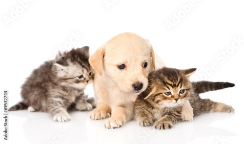 purebred puppy dog and two scottish kittens lying in front. isol © Ermolaev Alexandr