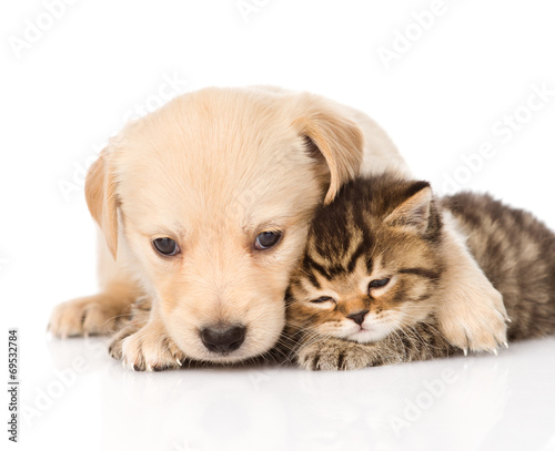 golden retriever puppy dog hugging scottish cat. isolated on whi