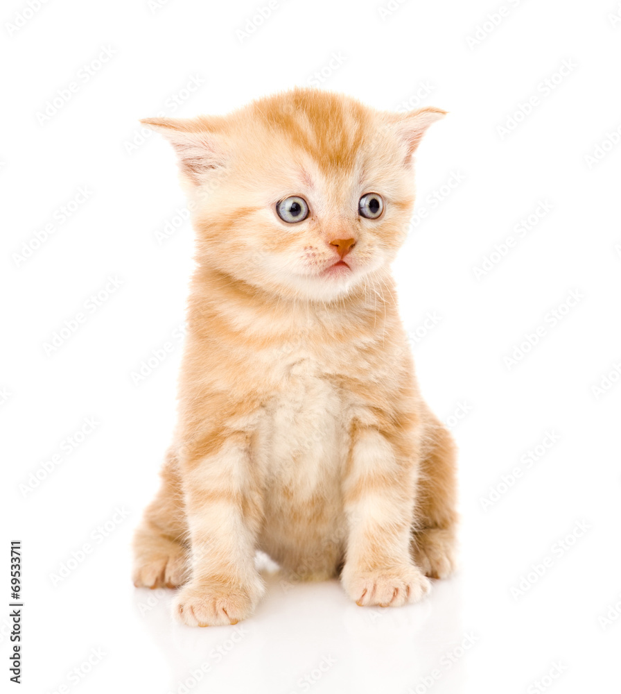 orange tabby kitten sitting in front. isolated on white backgrou