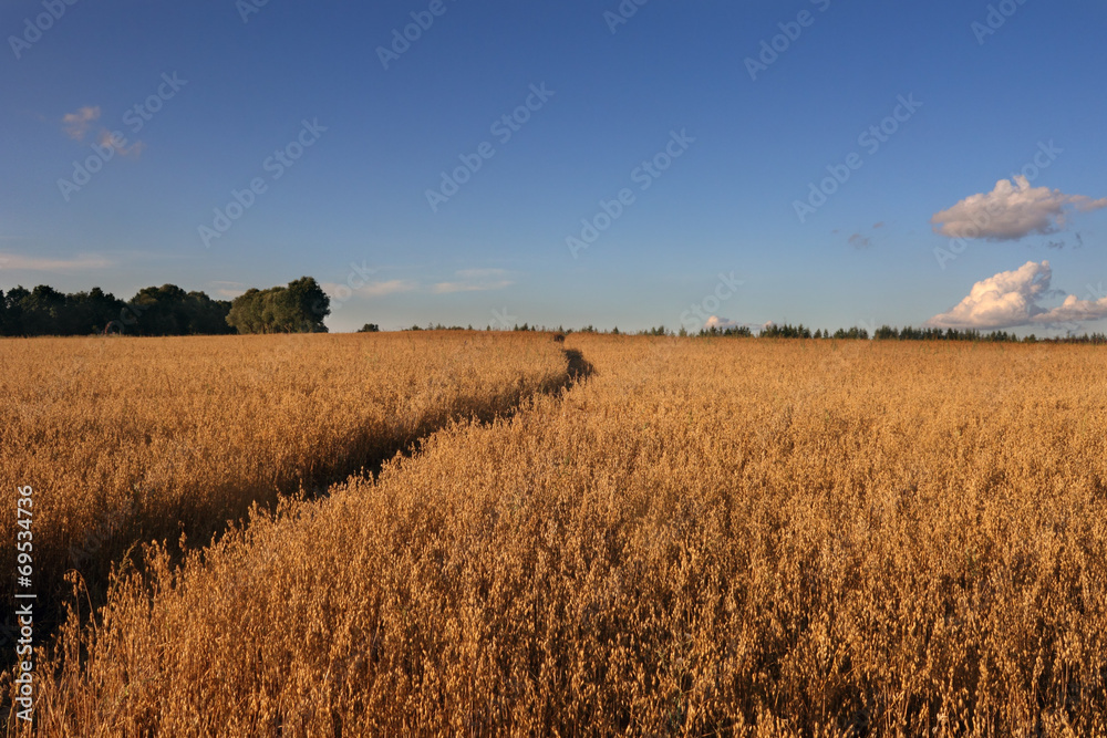 Obraz premium Small path across the field diagonal