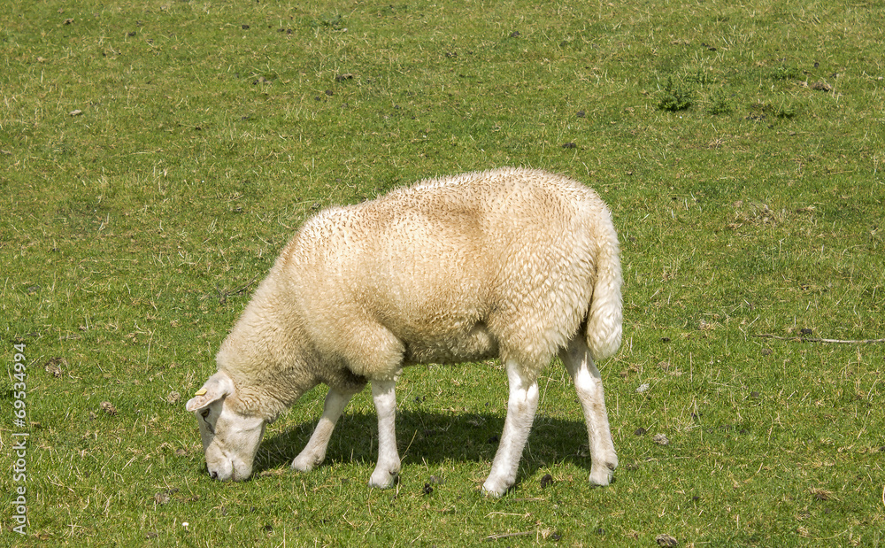 Obraz premium sheep on meadow