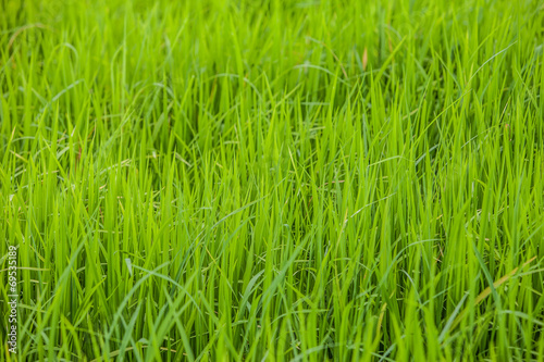 green rice paddy field