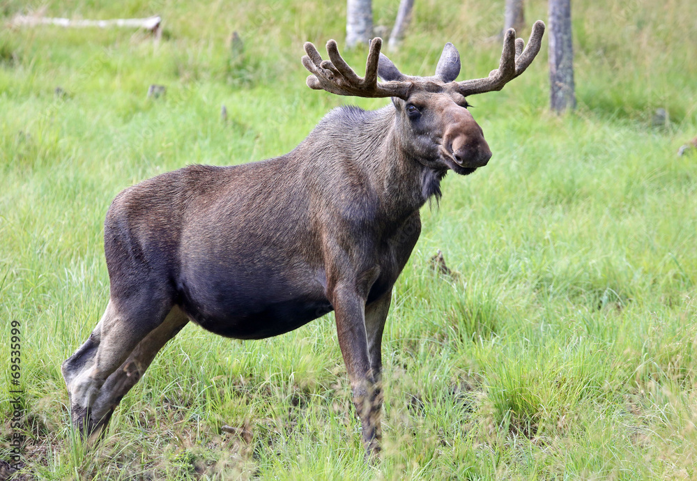 Fototapeta premium Portrait of a Moose bull (Alces alces)