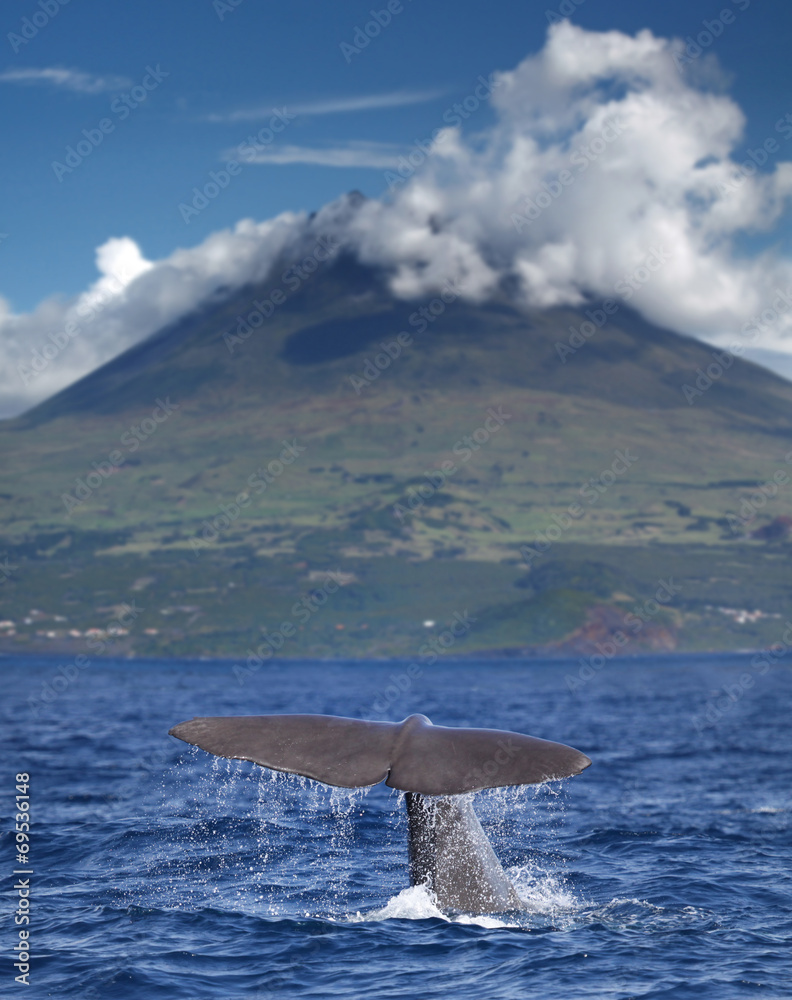 Obraz premium Płetwa kaszalota przed wulkanem Pico na Azorach