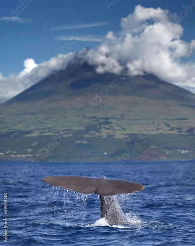 Fin of a sperm whale in front of volcano Pico, Azores islands