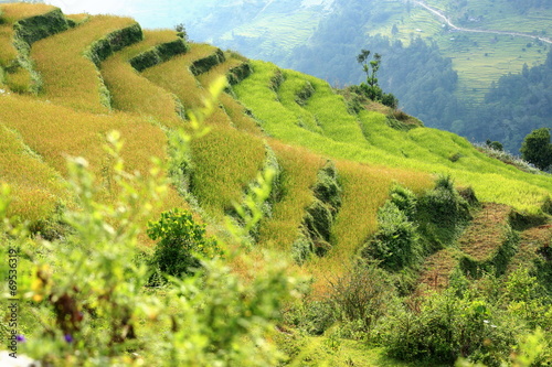 Terraced rice fields. Tolka-Landruk-Nepal. 0570 photo