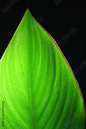 Green canna leaf photo