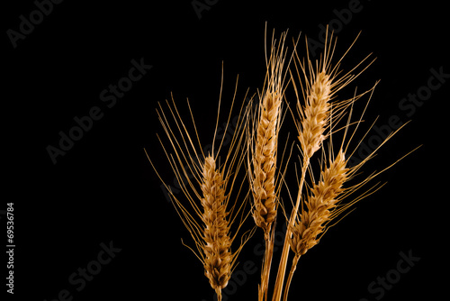 Wheat ears isolated on black background