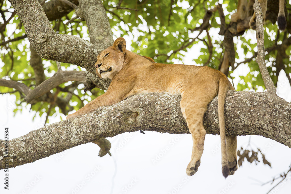 Fototapeta premium African lion rests in tree