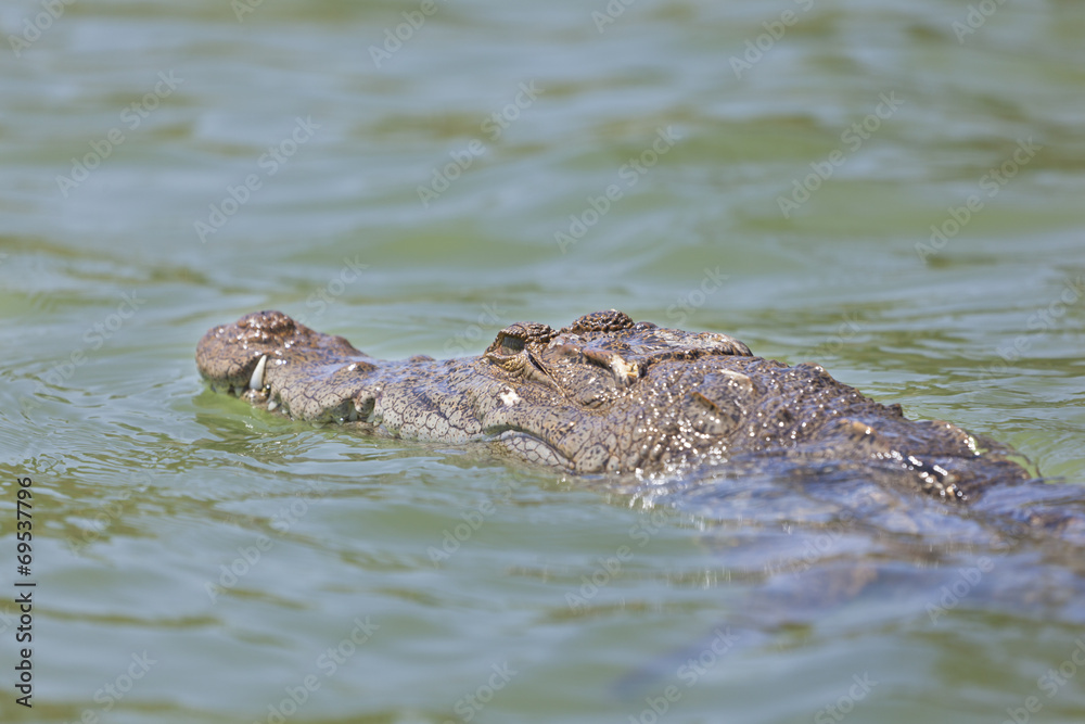 Crocodile at Lake Baringo, Kenya Crocodile at Lake Baringo, Kenya