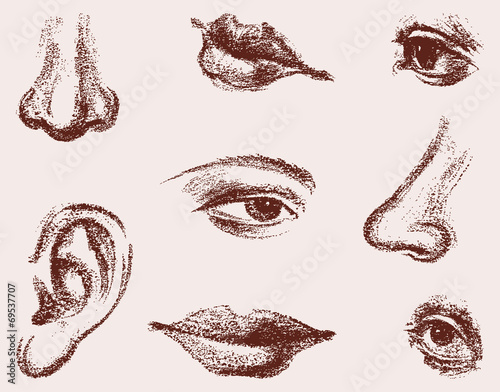 fragments of the human face