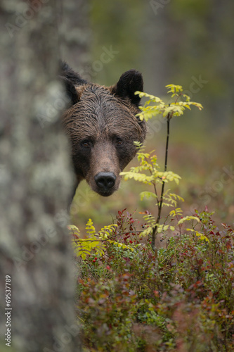 Earopean brown bear, wild in Finland photo