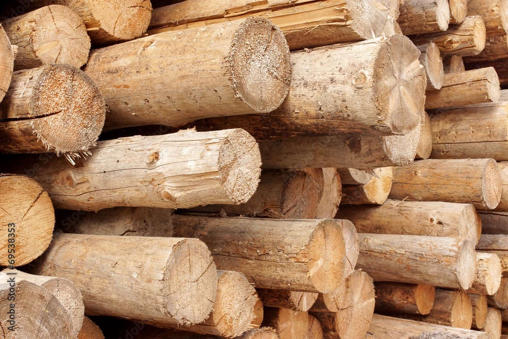 Woodpile of cut trees in the lumberyard Woodpile of cut trees in the lumberyard