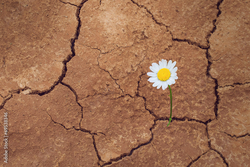 daisy flower in the desert