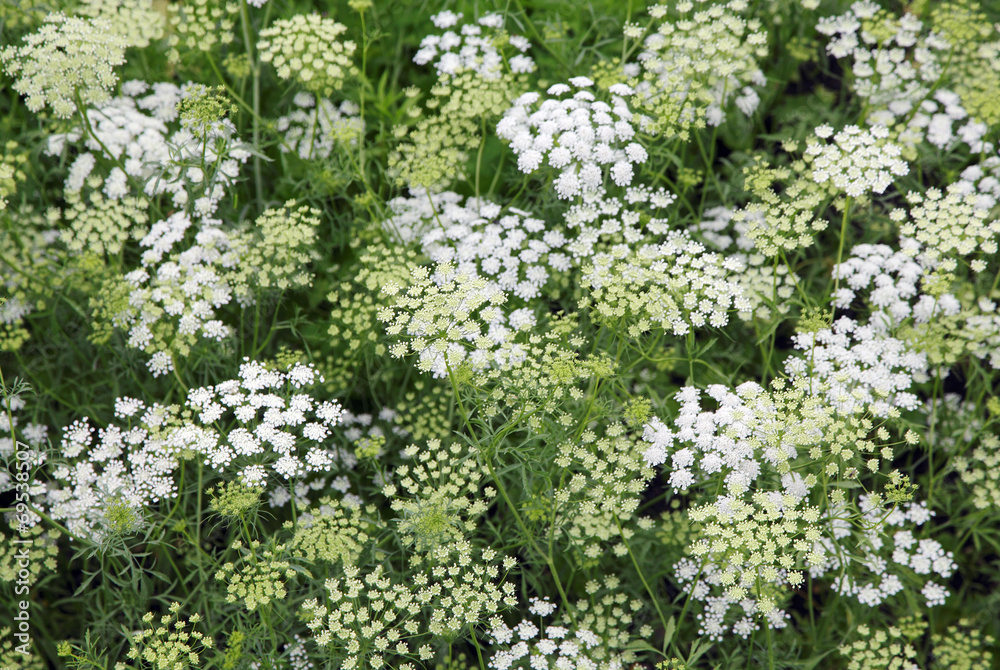 Sommerwiese Sommerwiese