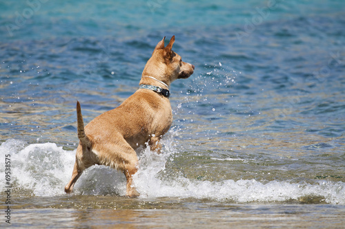 Dog playing in the water