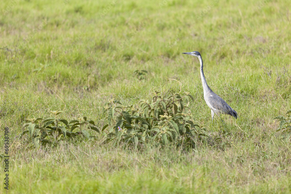 Fototapeta premium Grey Heron in Kenya