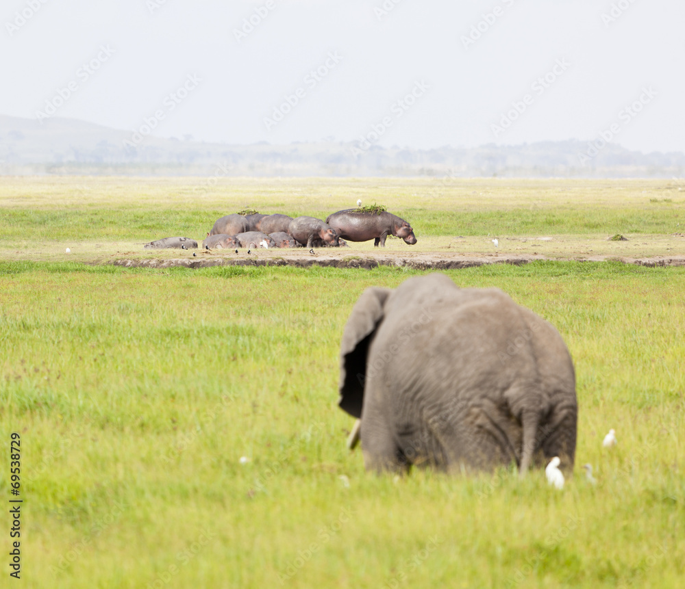 Fototapeta premium Hippos and Elephant in Kenya
