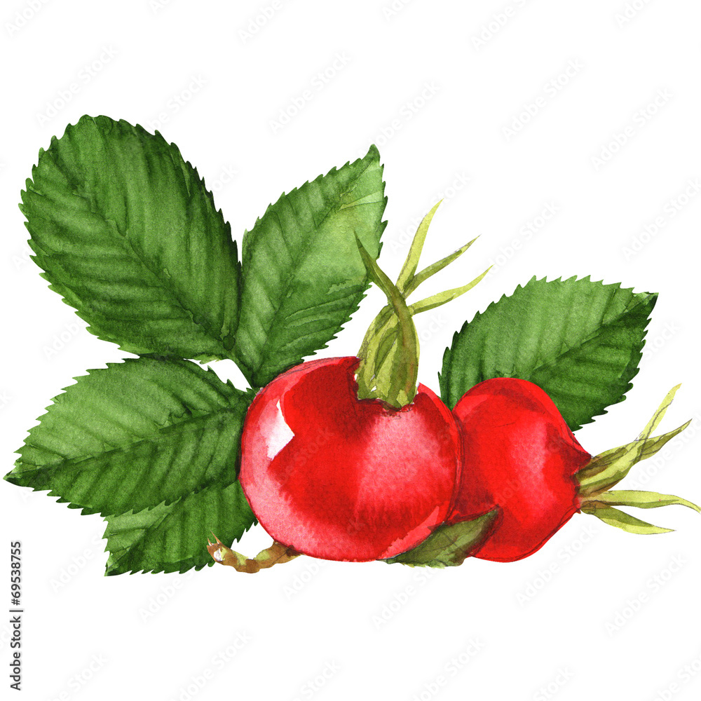 Rose hips isolated on white background Rose hips isolated on white background