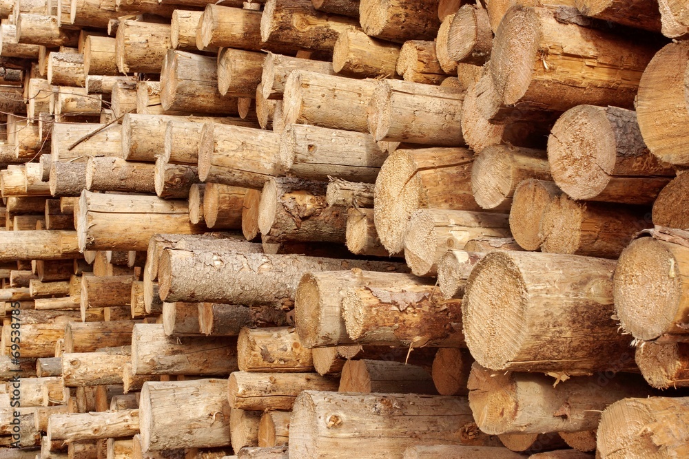 Woodpile of cut trees in the lumberyard