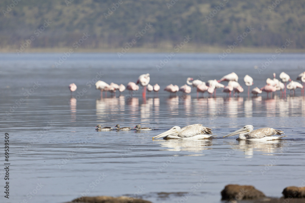 Pelicans at Lake Nakuru, Kenya