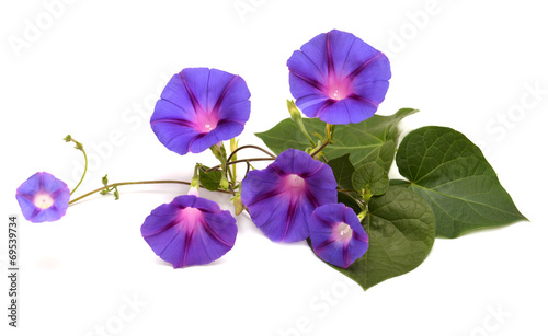 Foto Blue Morning Glory with leaf