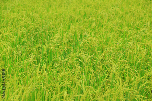 Rice field with rice panicle