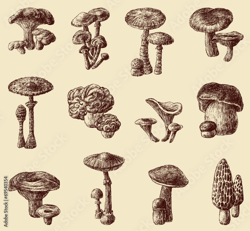 hand drawn mushrooms