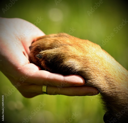 Dog´s paw and man´s hand