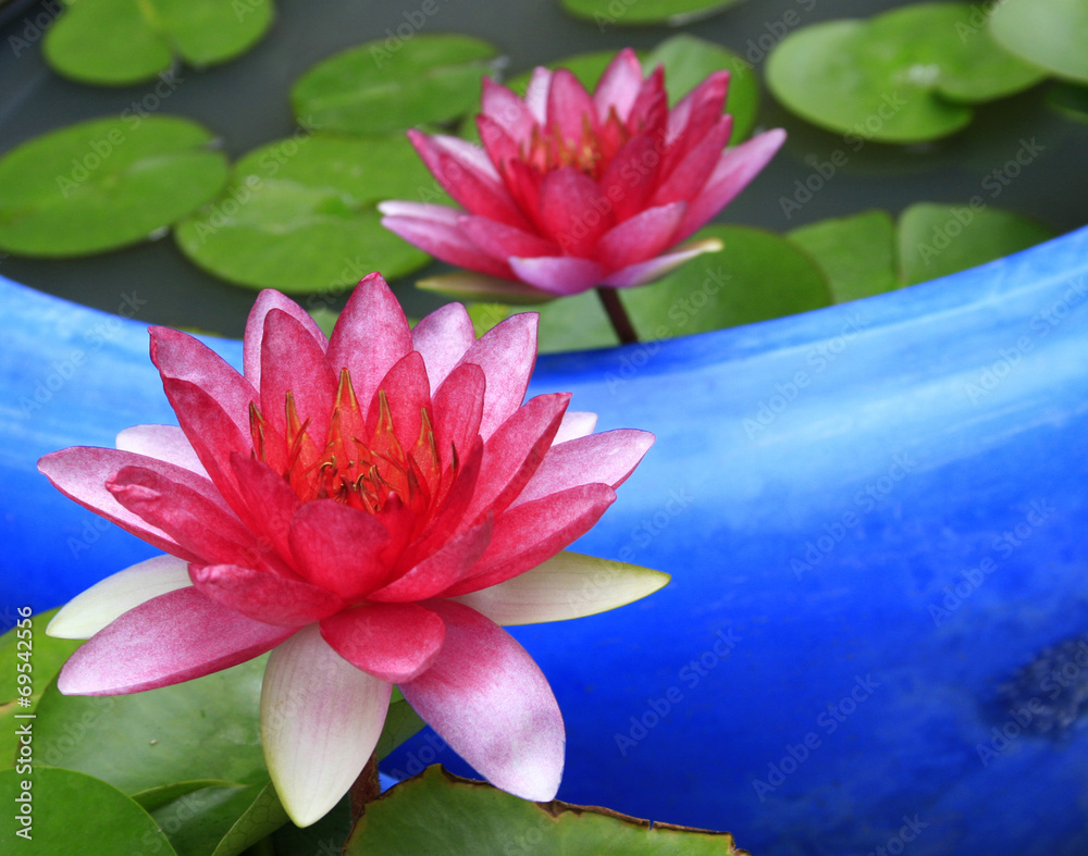 Beautiful lotus in the pond