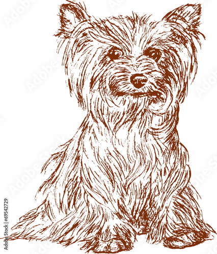 funny dog