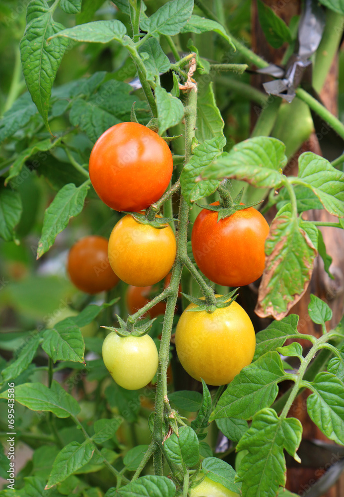 red tomatoes in a garden
