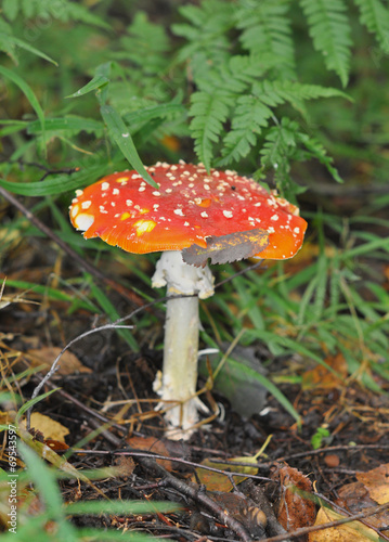 The red mushroom
