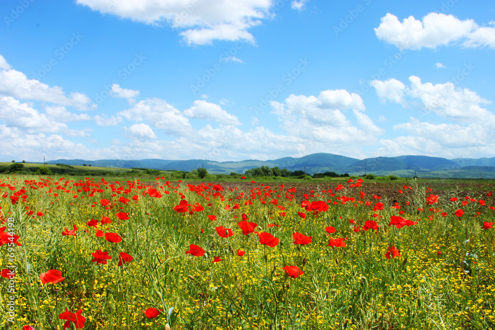 Field with green grass, yellow flowers and red poppies