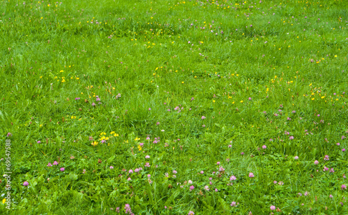 Fresh Growth Green Grass in Sunny Day