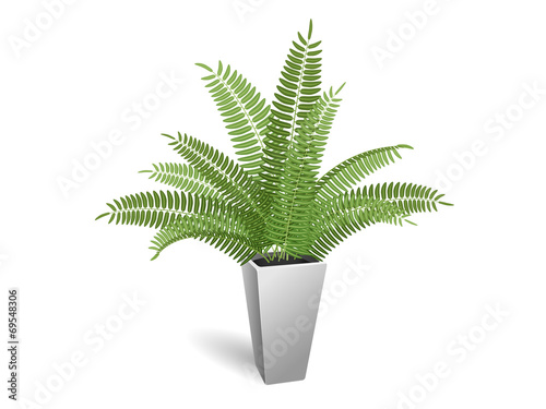 Ornamental plant. Fern in a pot. On a white background.