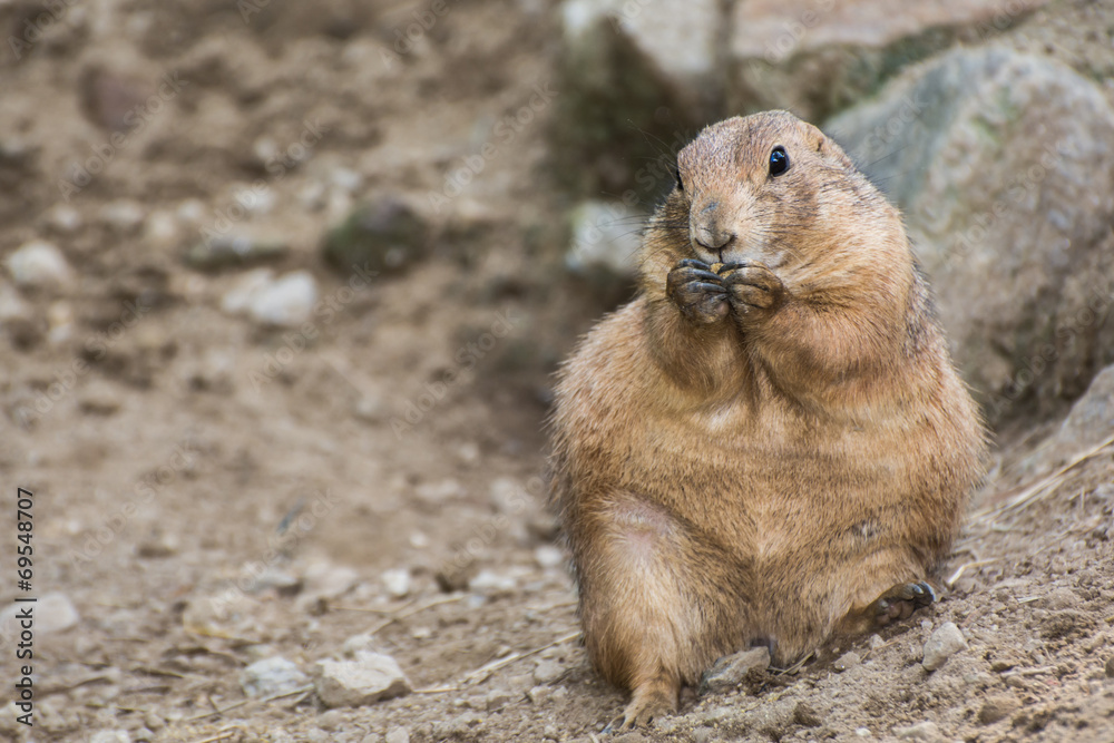 Prairie Dog