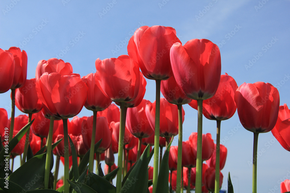 Fototapeta premium Pink tulips