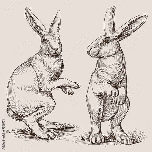 rabbits