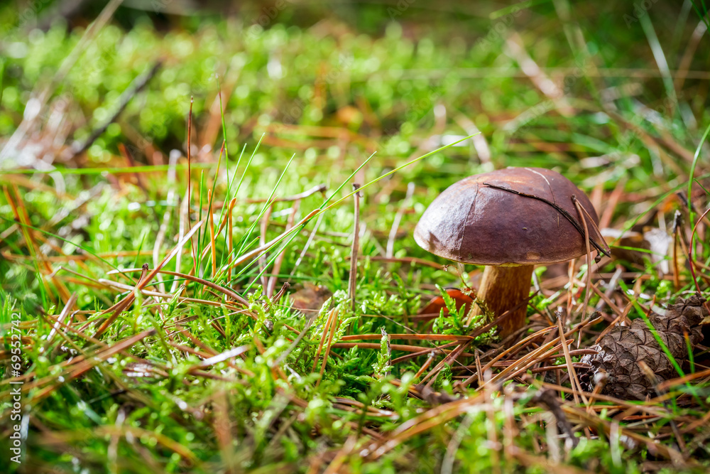 Little boletus on moss in forest Little boletus on moss in forest