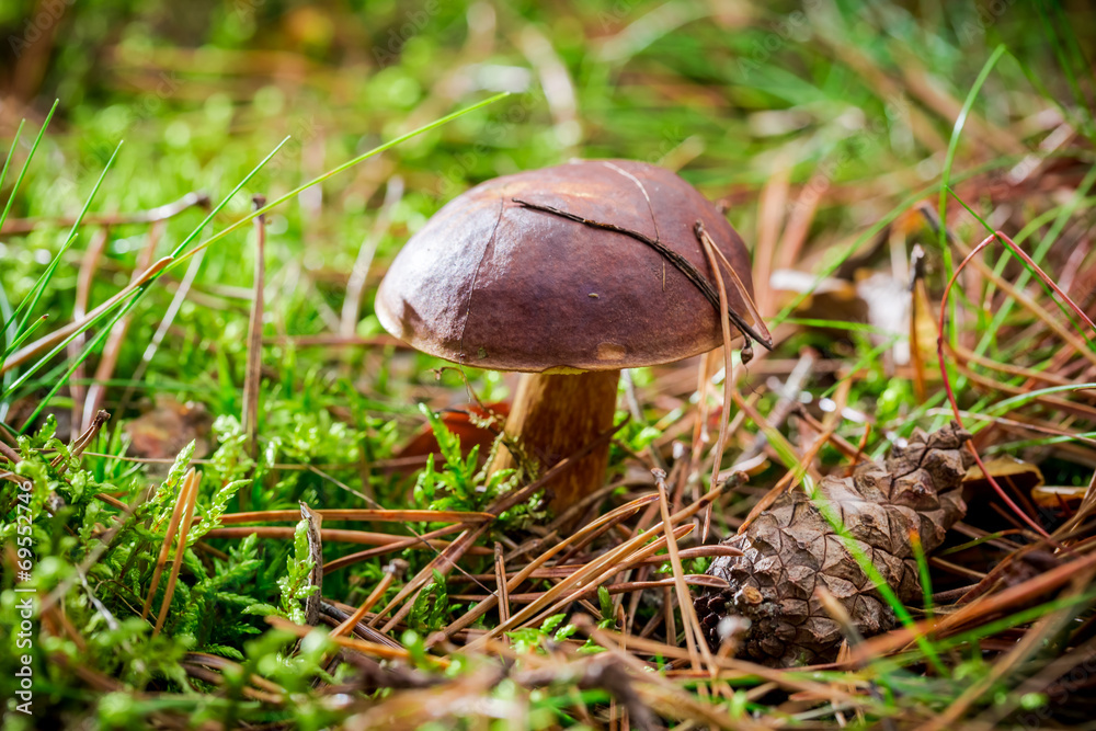 Little boletus in forest Little boletus in forest