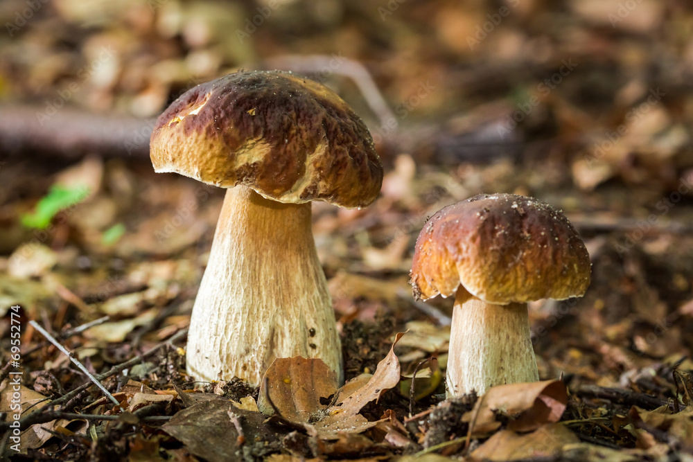 Two boletus mushrooms in deciduous forest Two boletus mushrooms in deciduous forest