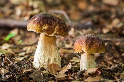 Two boletus mushrooms in deciduous forest